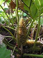 Ceratostigma Plumbaginoides (fam Plumbaginacees) (Chine) (3) (Photo F. Mrugala)